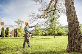 How Our Tree Care Process Works  in Roslyn, PA